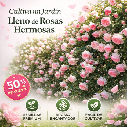 RosaViva™ Semillas De Rosas Trepadoras Aromáticas