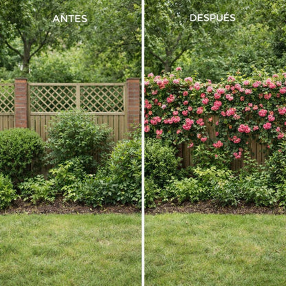 RosaViva™ Semillas De Rosas Trepadoras Aromáticas